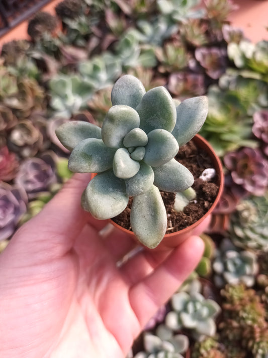 Graptoveria Ellen
