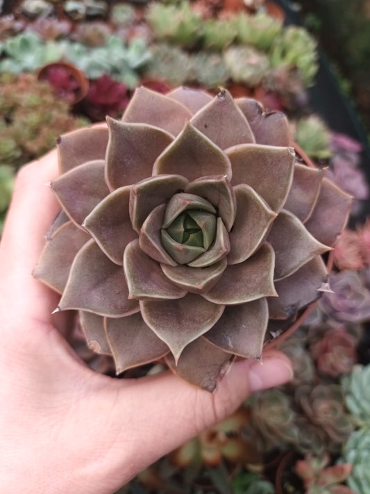 Echeveria impi