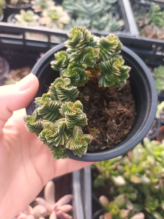 Crassula spiralis stangol