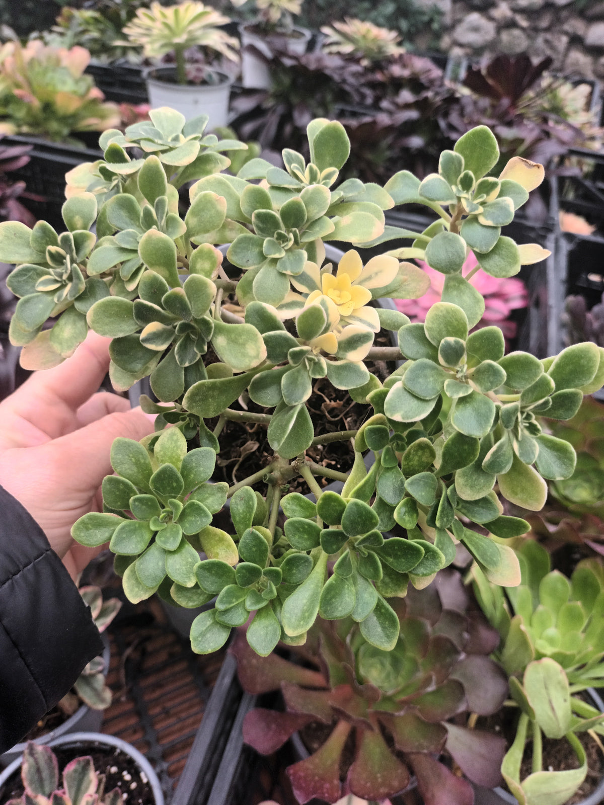 Aeonium Domesticum Variegata