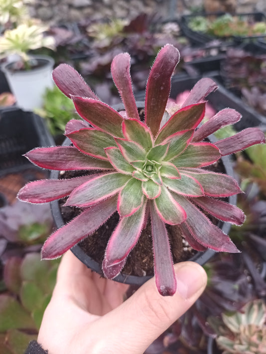 Aeonium Black Magic variegata
