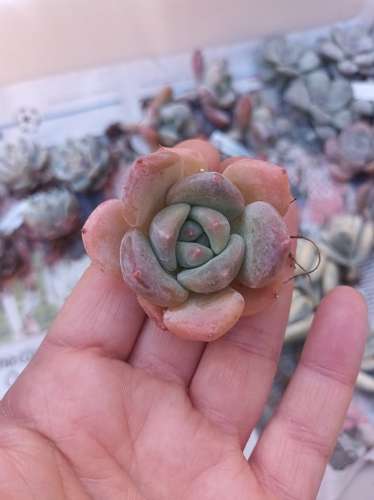 Echeveria Snow Tea
