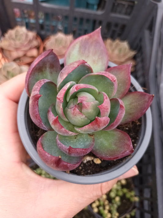 Echeveria casio