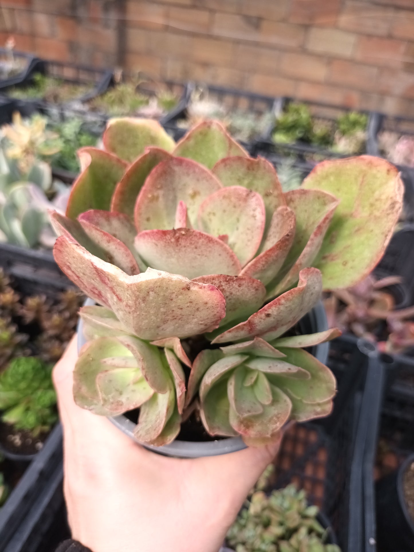 Echeveria Kissing