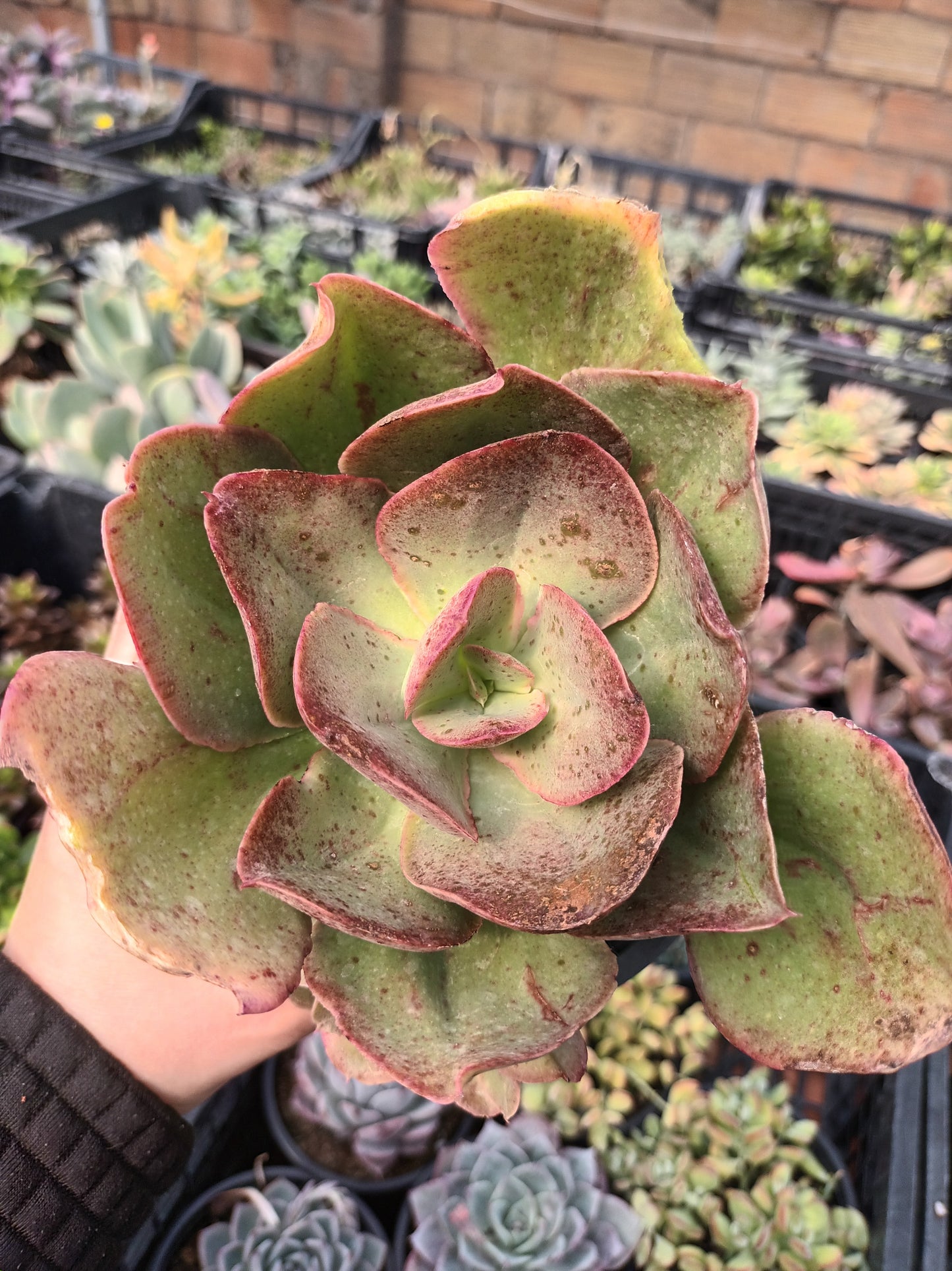 Echeveria Kissing