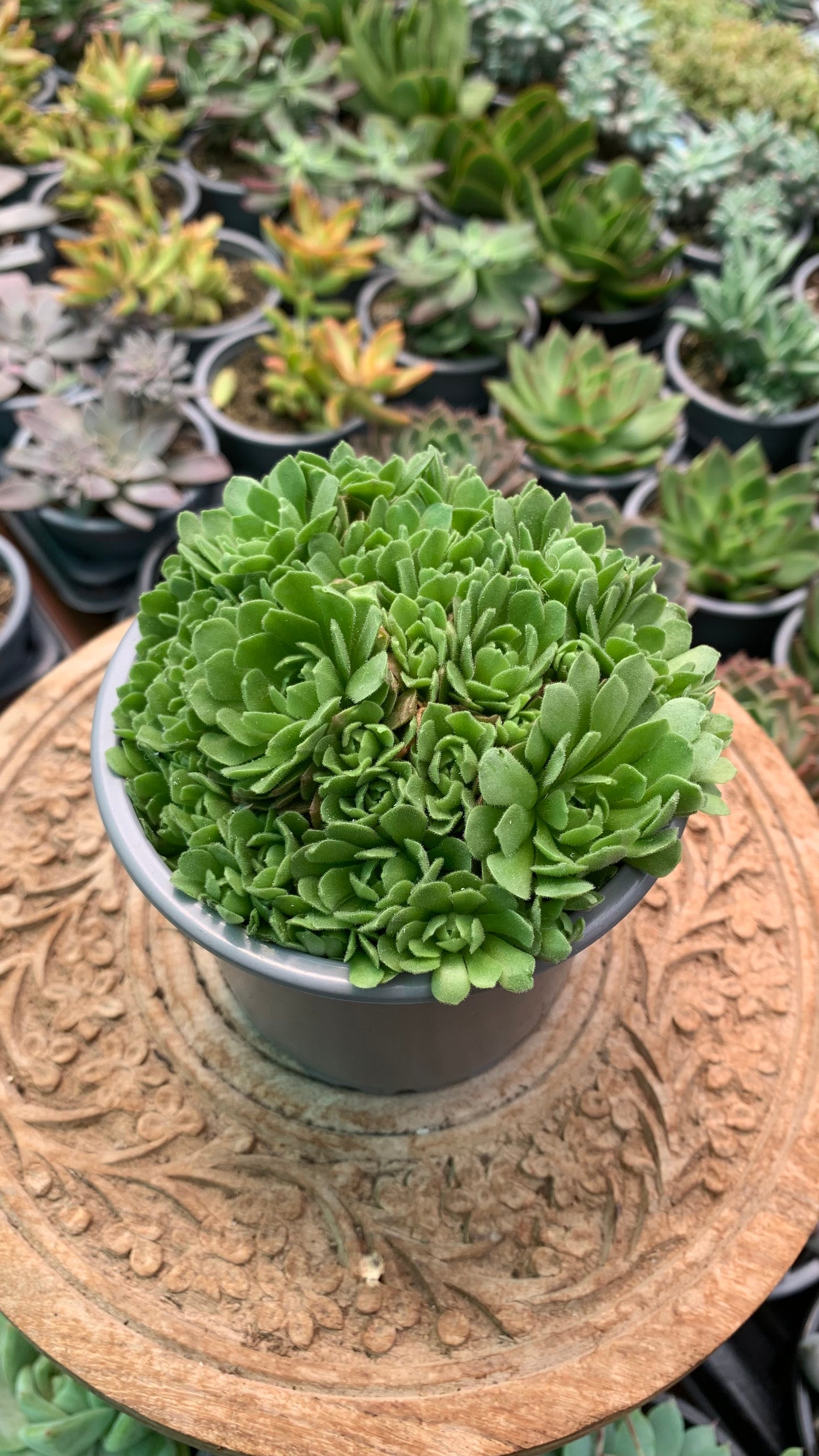 Rosularia chrysantha