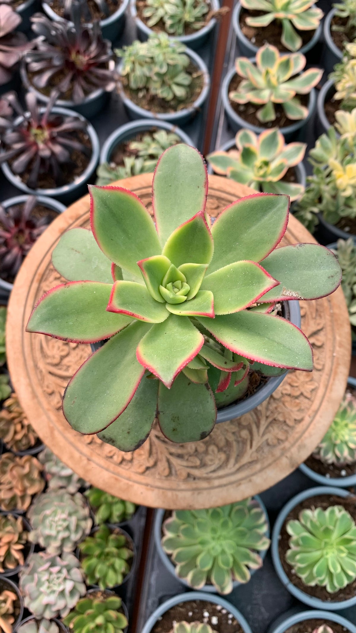 Aeonium kiwi