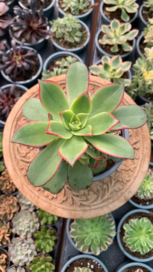 Aeonium kiwi