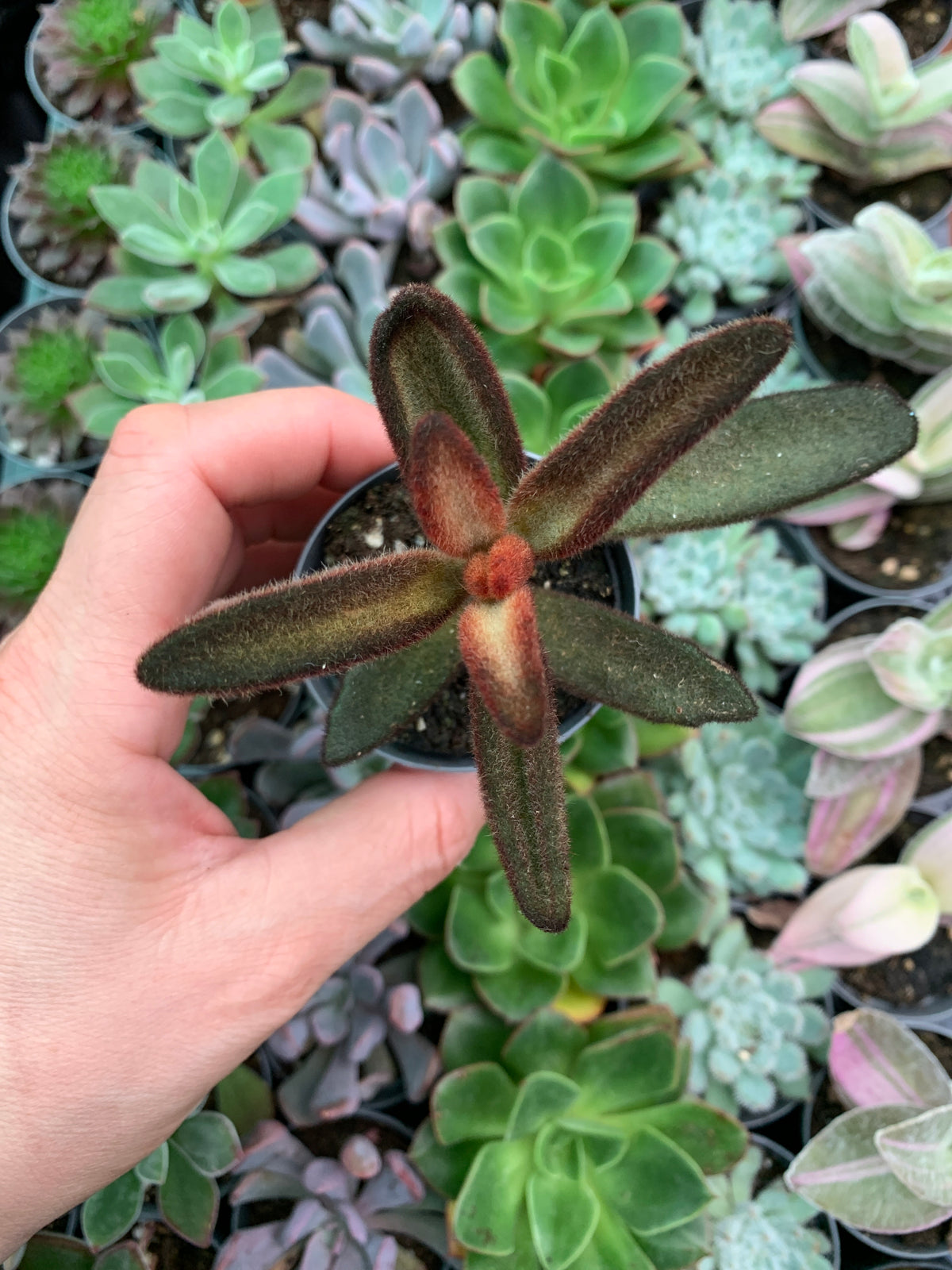 Kalanchoe tomentosa chocolate soldier