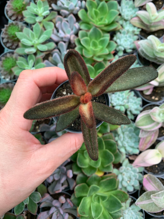 Kalanchoe tomentosa chocolate soldier