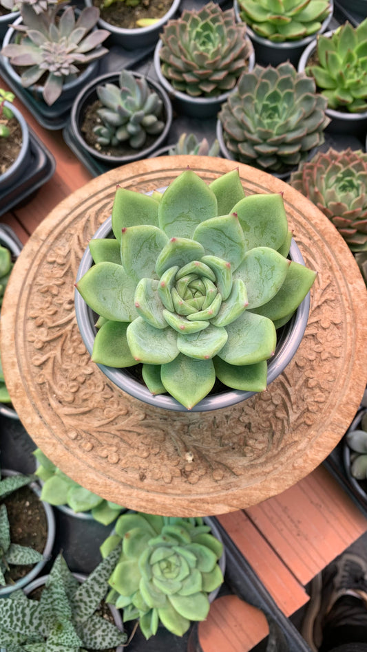 Echeveria colorata verde