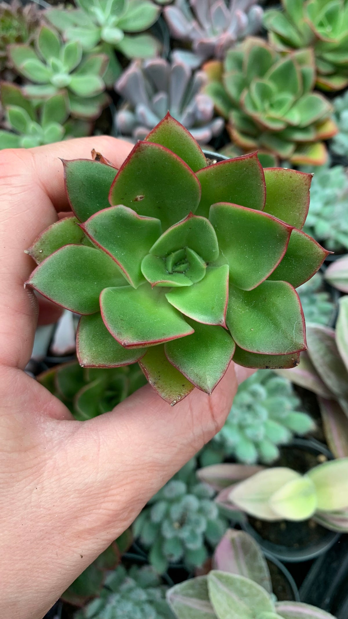 Echeveria Seitan botan