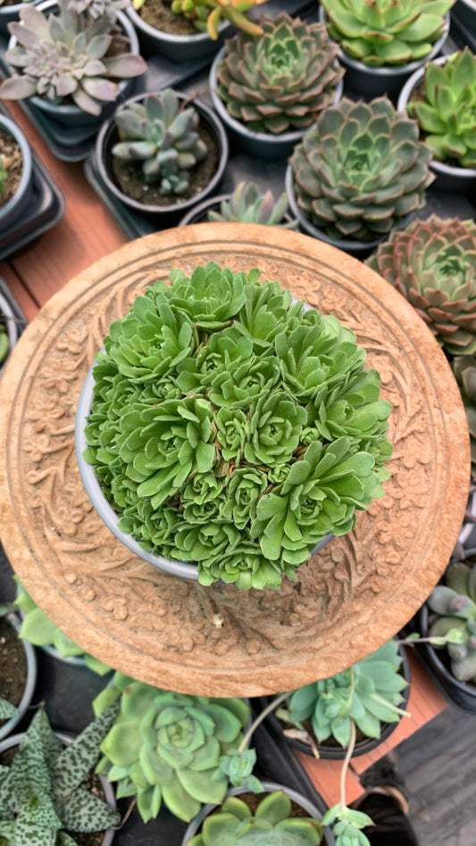 Rosularia chrysantha