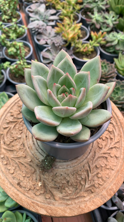 Echeveria agavoides emerald