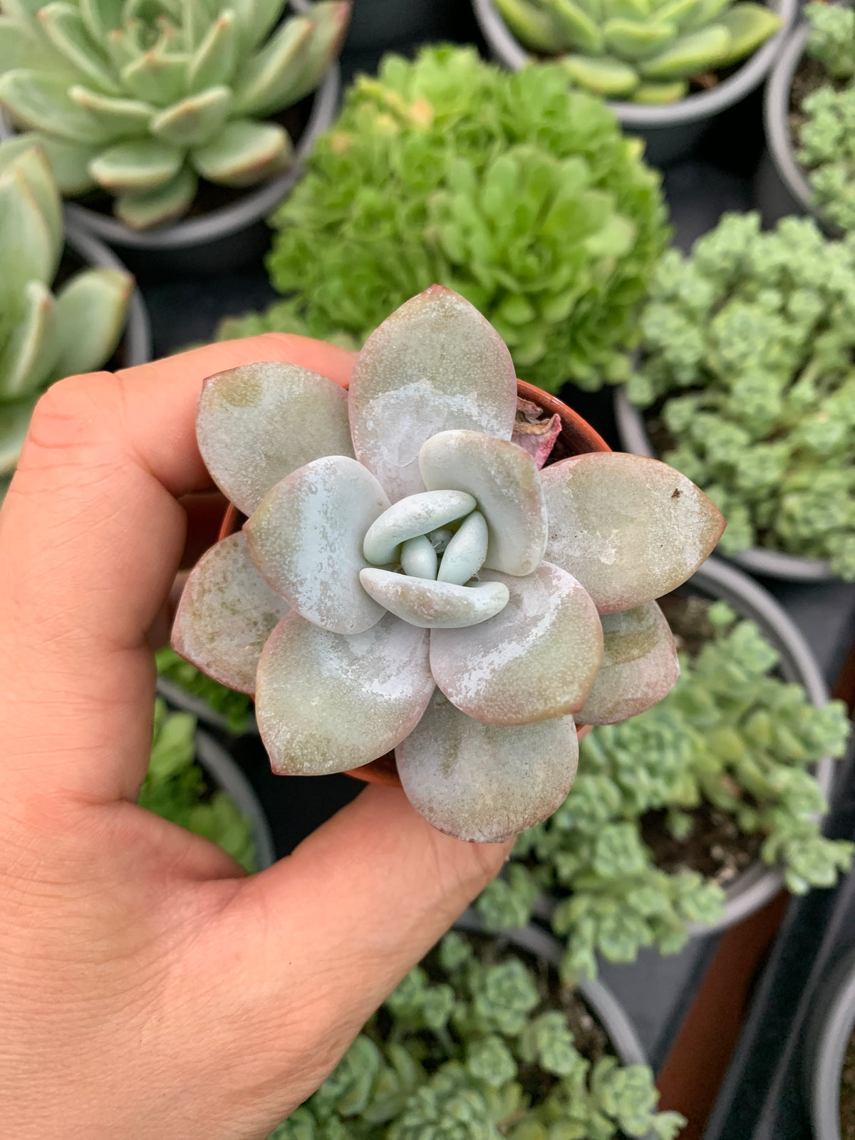 Echeveria laui