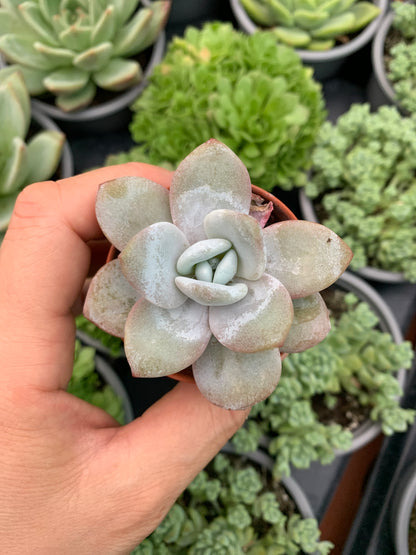 Echeveria laui