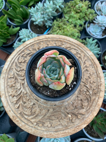 Echeveria Milk Rose