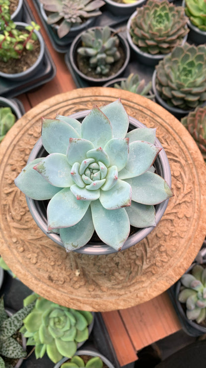 Echeveria Blue Bird