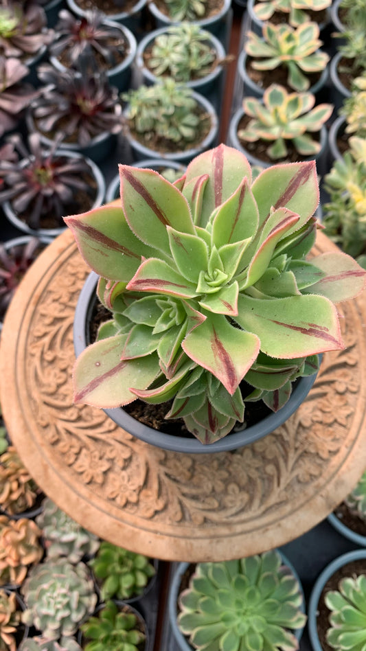Aeonium Leucoblepharum