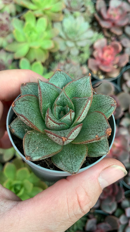 Echeveria purposorum