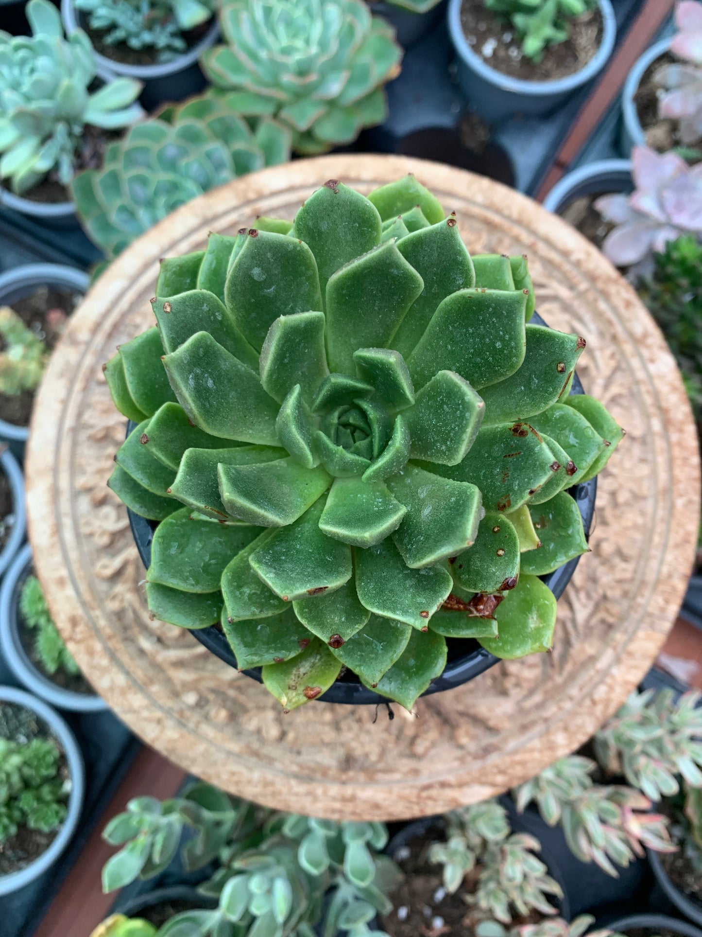 Echeveria Gallo