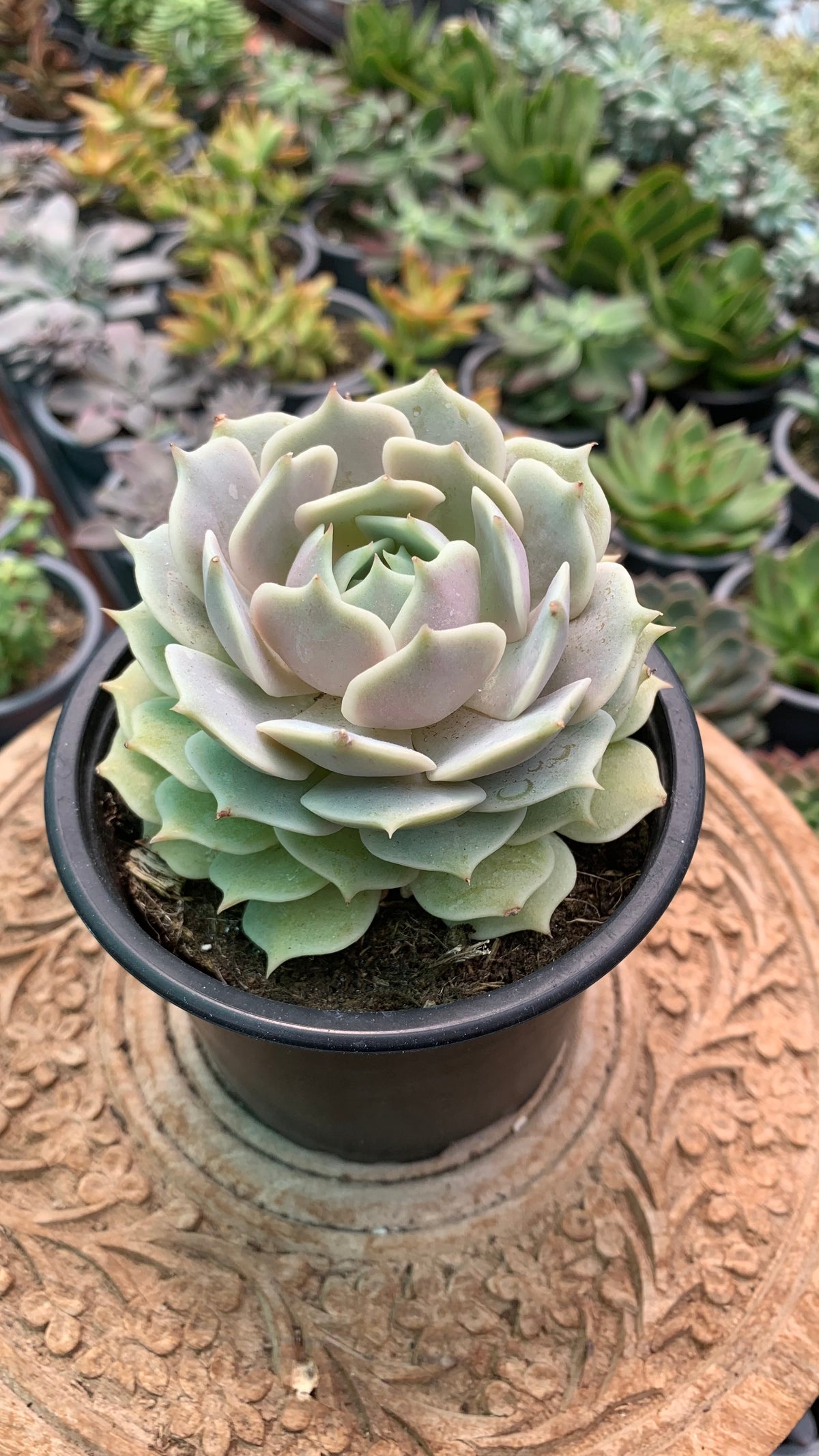 Echeveria Lola