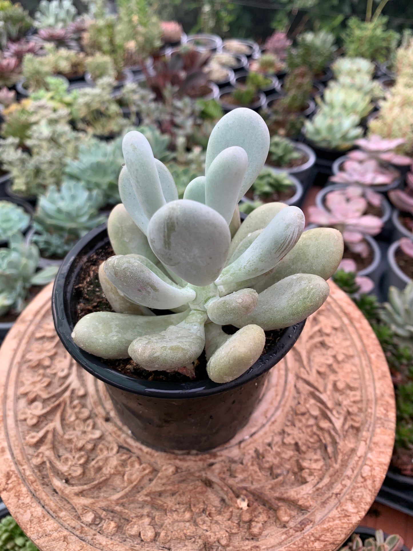 Pachyphytum oviferum