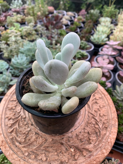 Pachyphytum oviferum