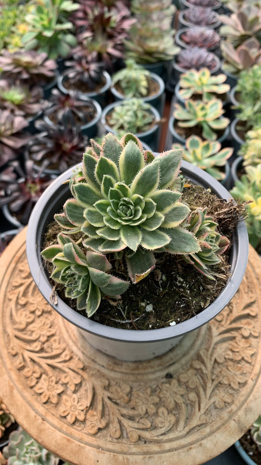 Aeonium simisii variegata cluster