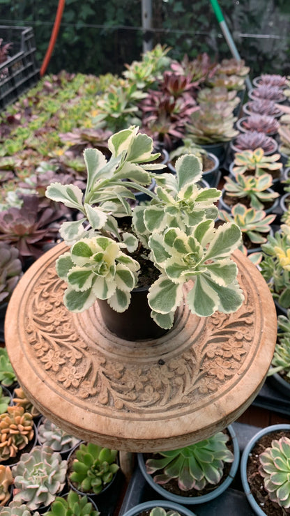Sedum Atlantis Variegata