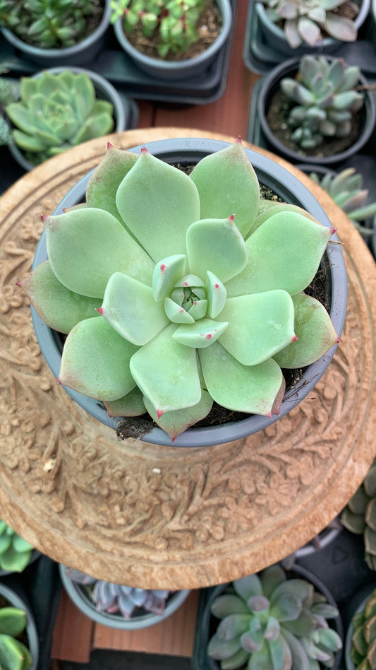 Echeveria chihuahuensis yecora