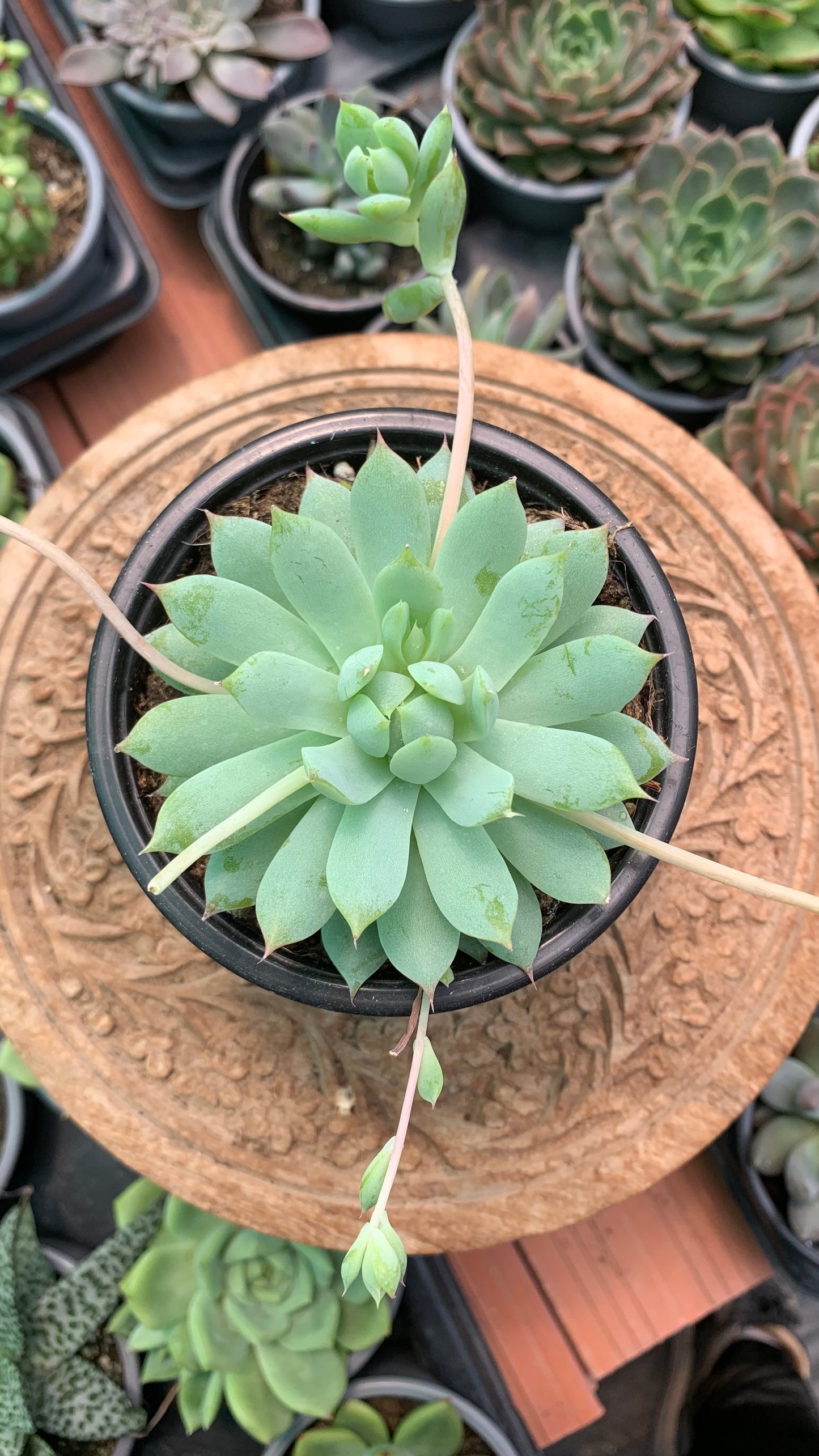 Graptopetalum ‘Macdougallii’