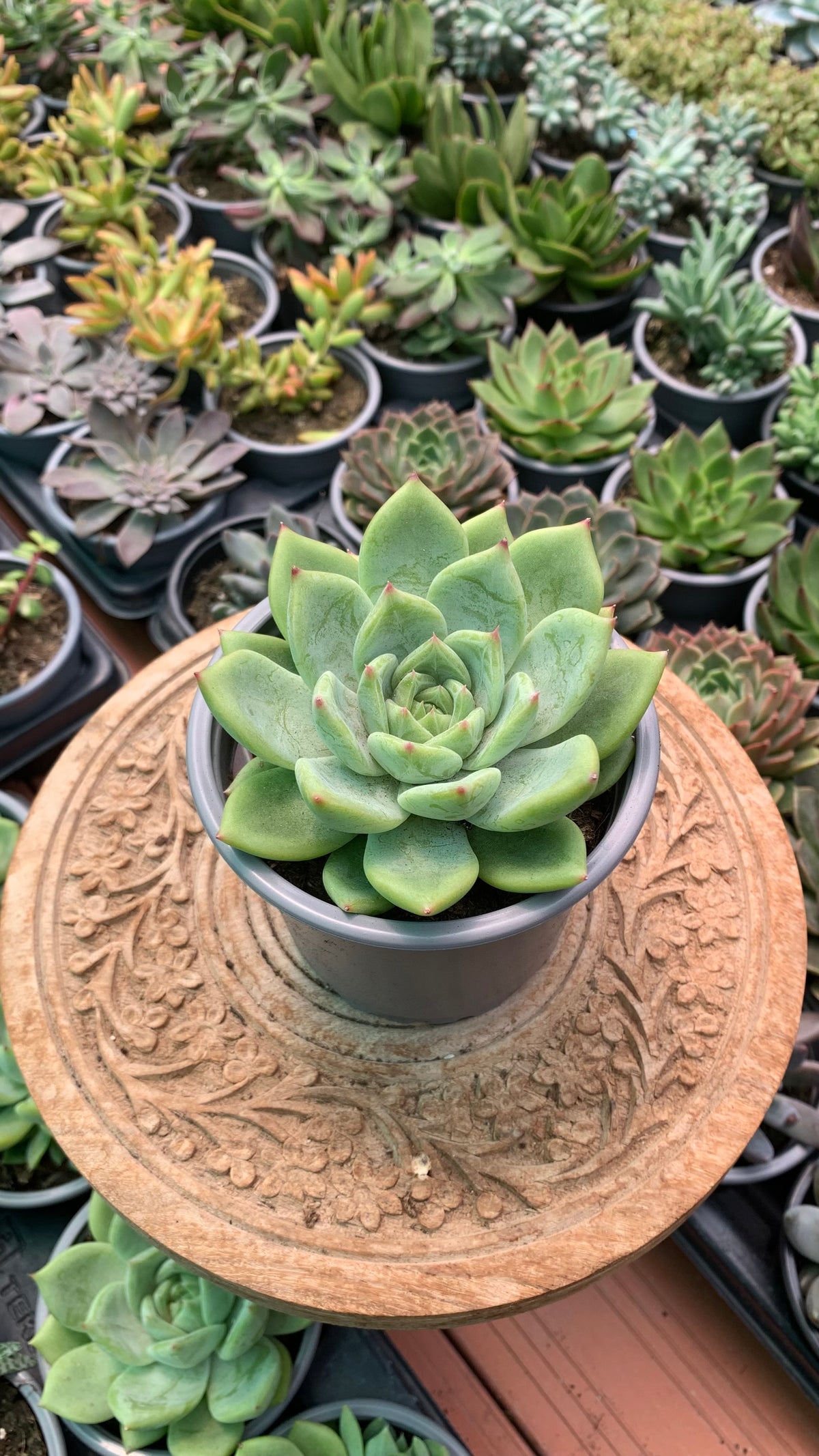 Echeveria colorata verde