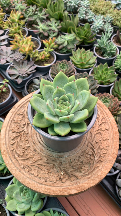 Echeveria colorata verde