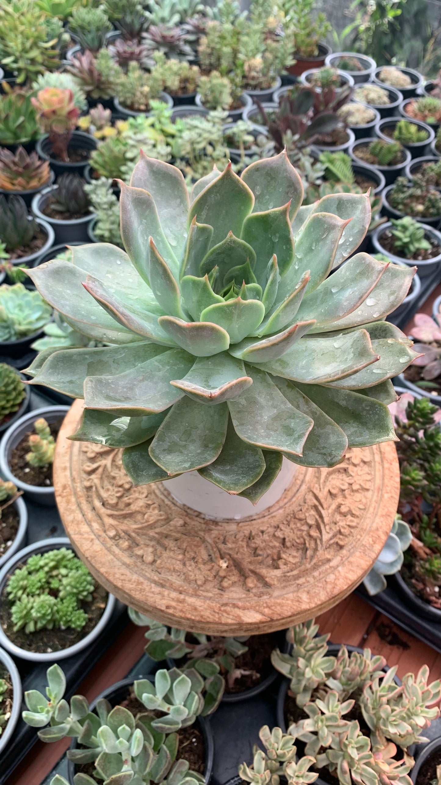 Echeveria costa