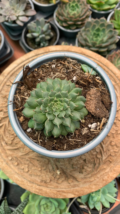 Graptoveria 'Iona'