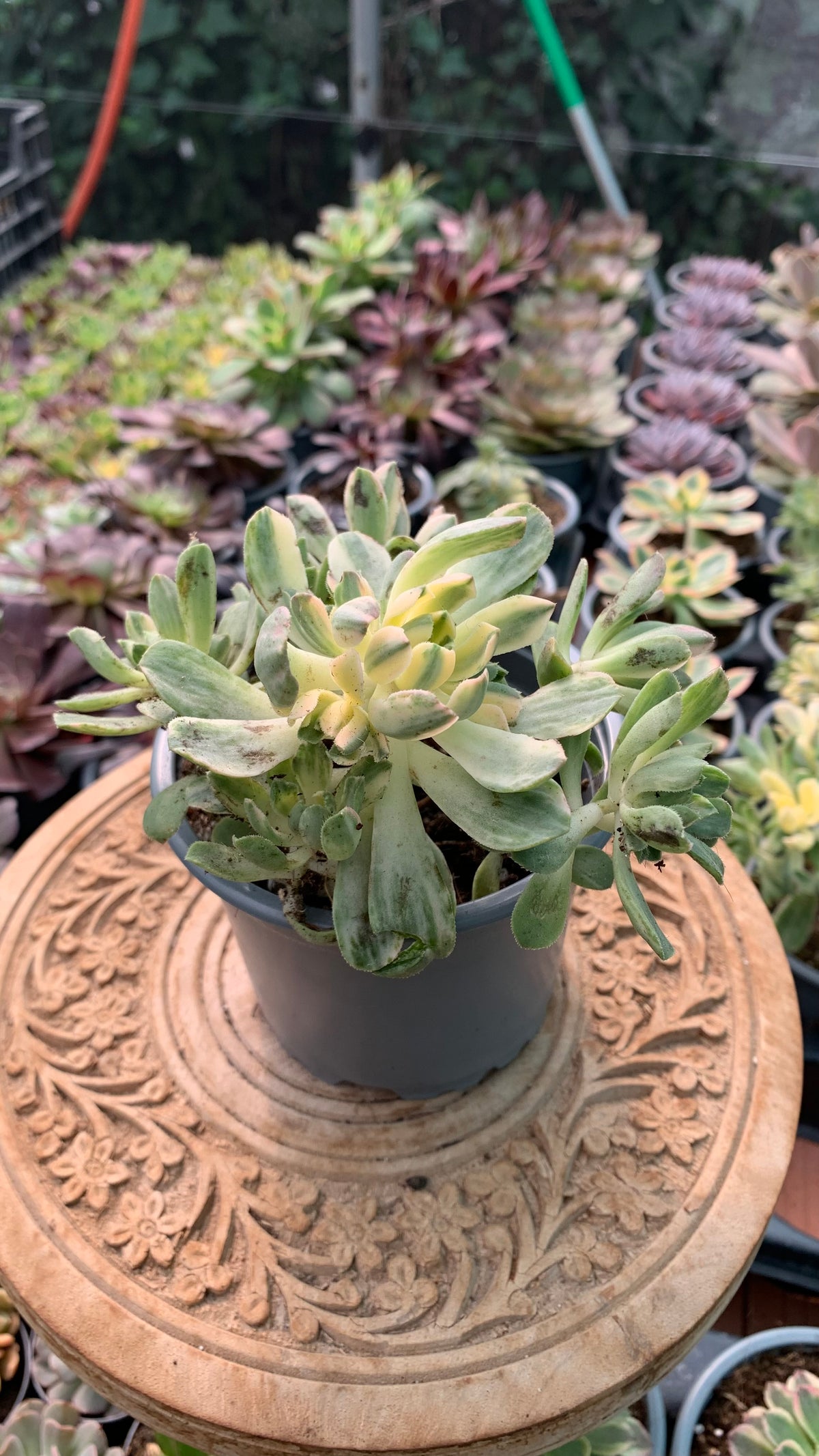 Aeonium castello-paivae variegata