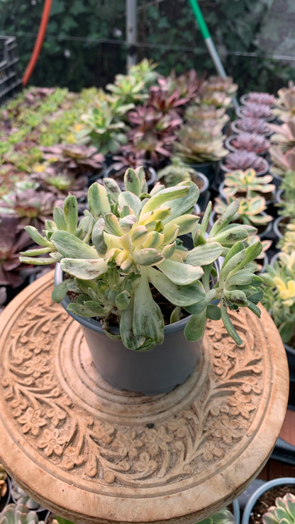 Aeonium castello-paivae variegata