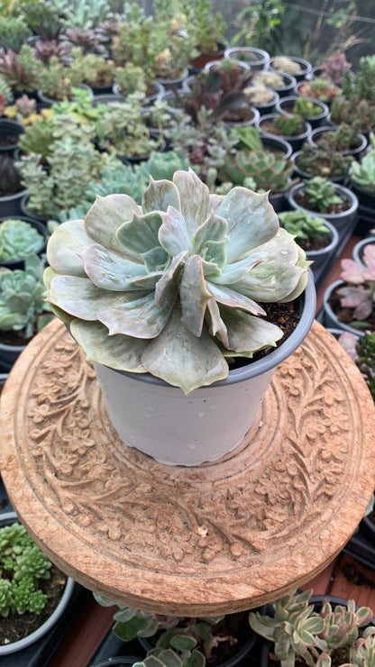 Echeveria lilacina marble