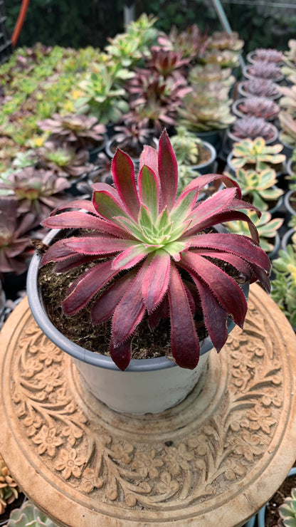 Aeonium Firecraker variegata