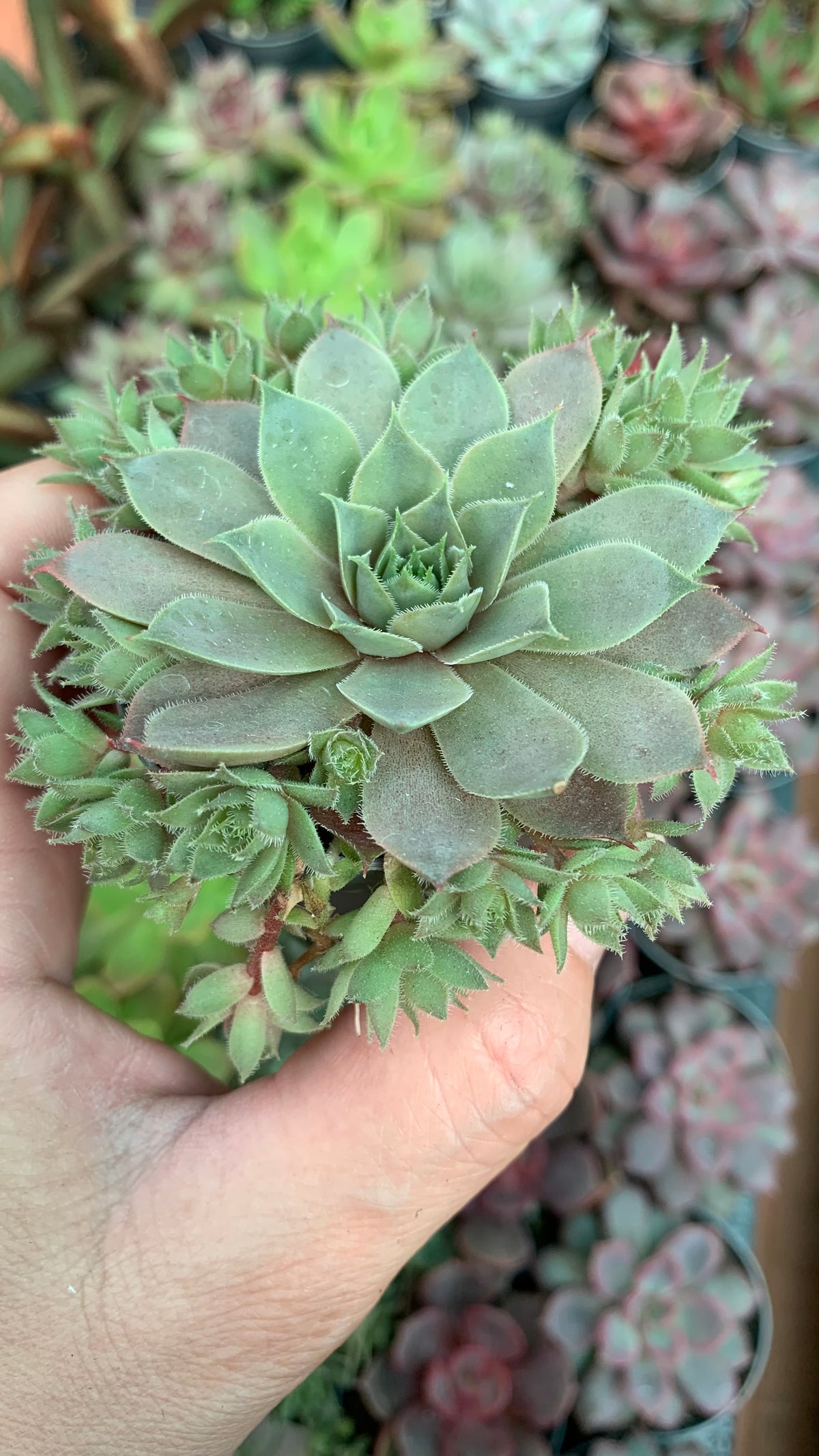 Sempervivum Crimson Dagger