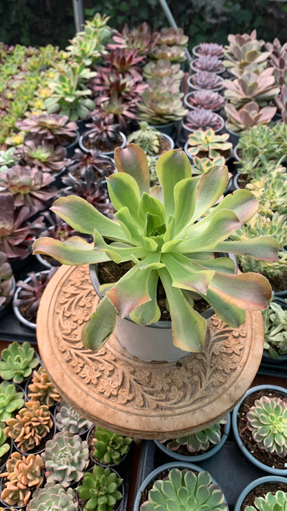 Aeonium green lemon