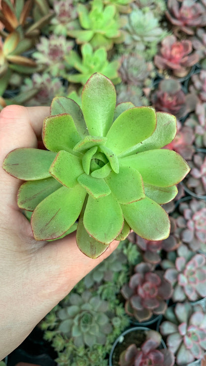 Aeonium bronze medal