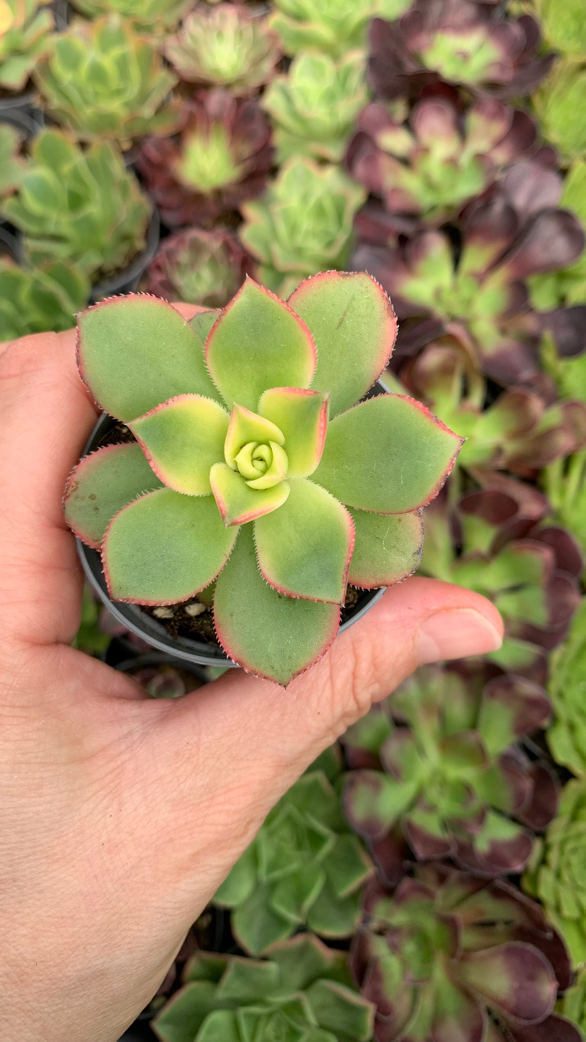 Aeonium kiwi