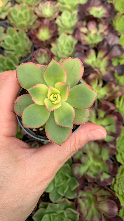 Aeonium kiwi