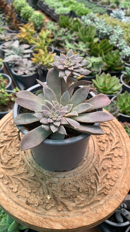 Echeveria 'Ginmeisyoky'