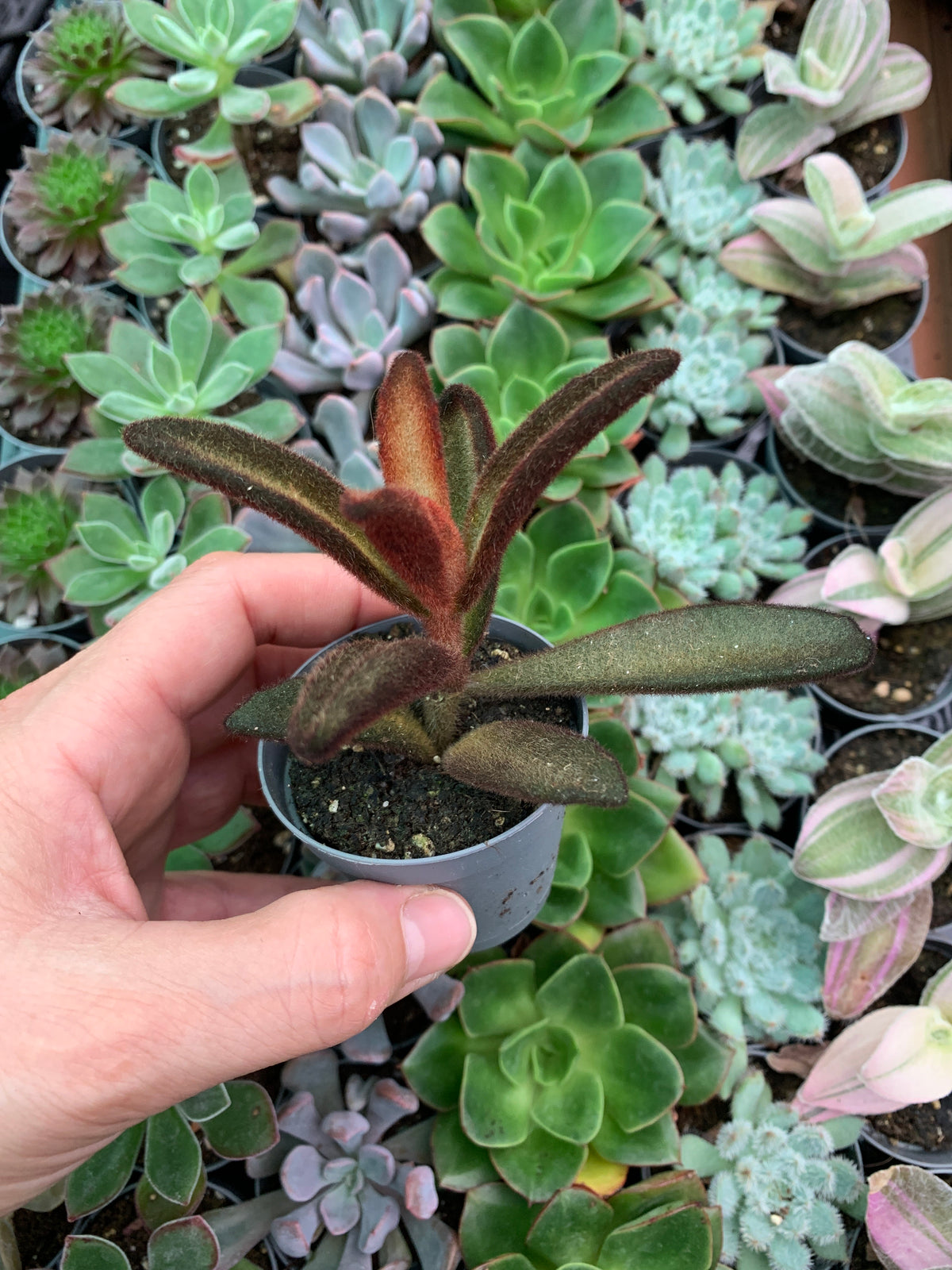 Kalanchoe tomentosa chocolate soldier
