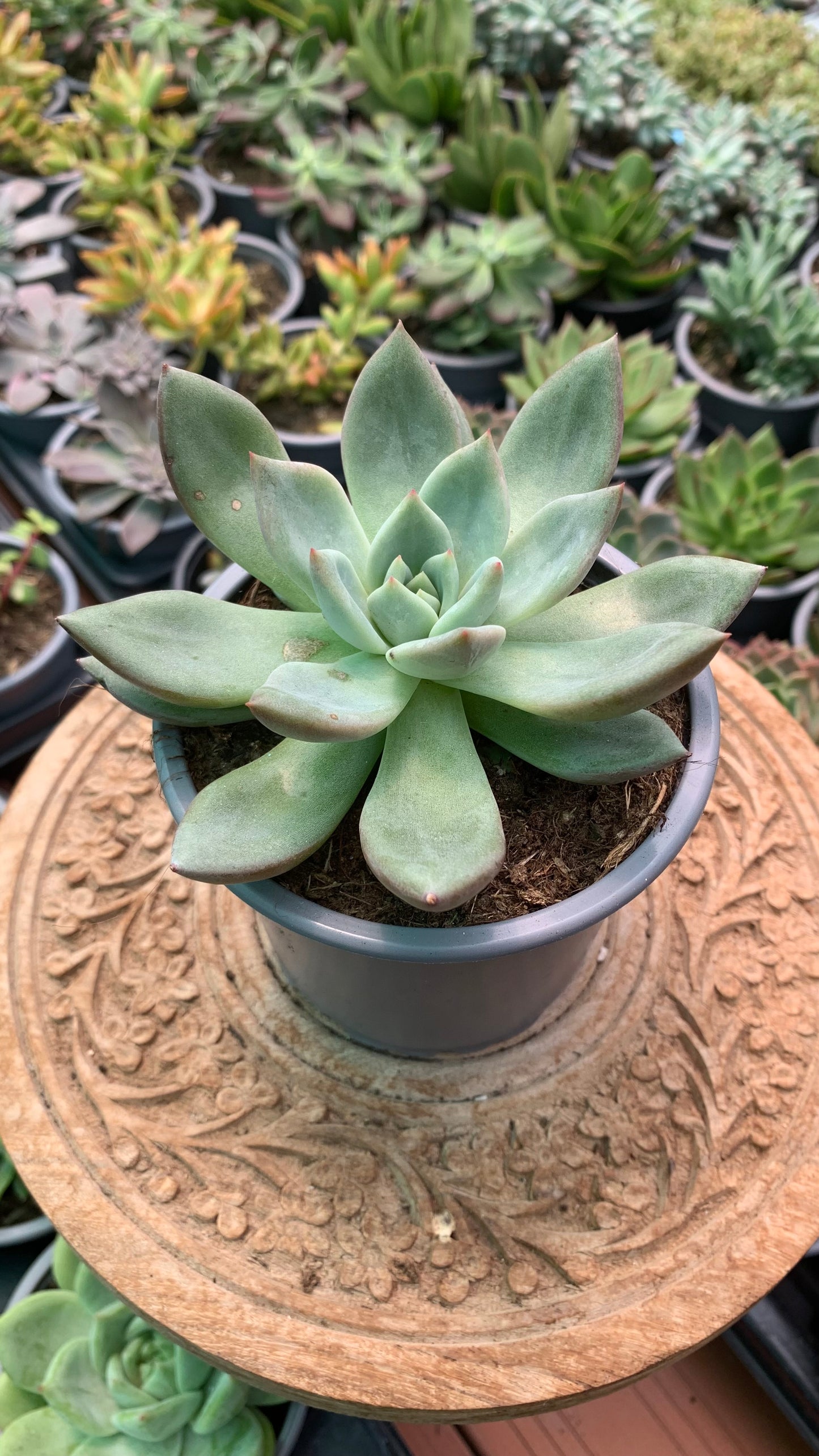 Echeveria ‘Pink Champangne’