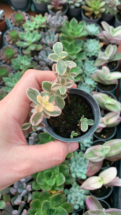Sedum marginalis 'Rubra' variegata