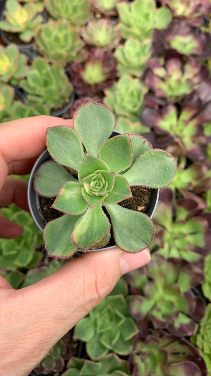 Aeonium Red edge variegata